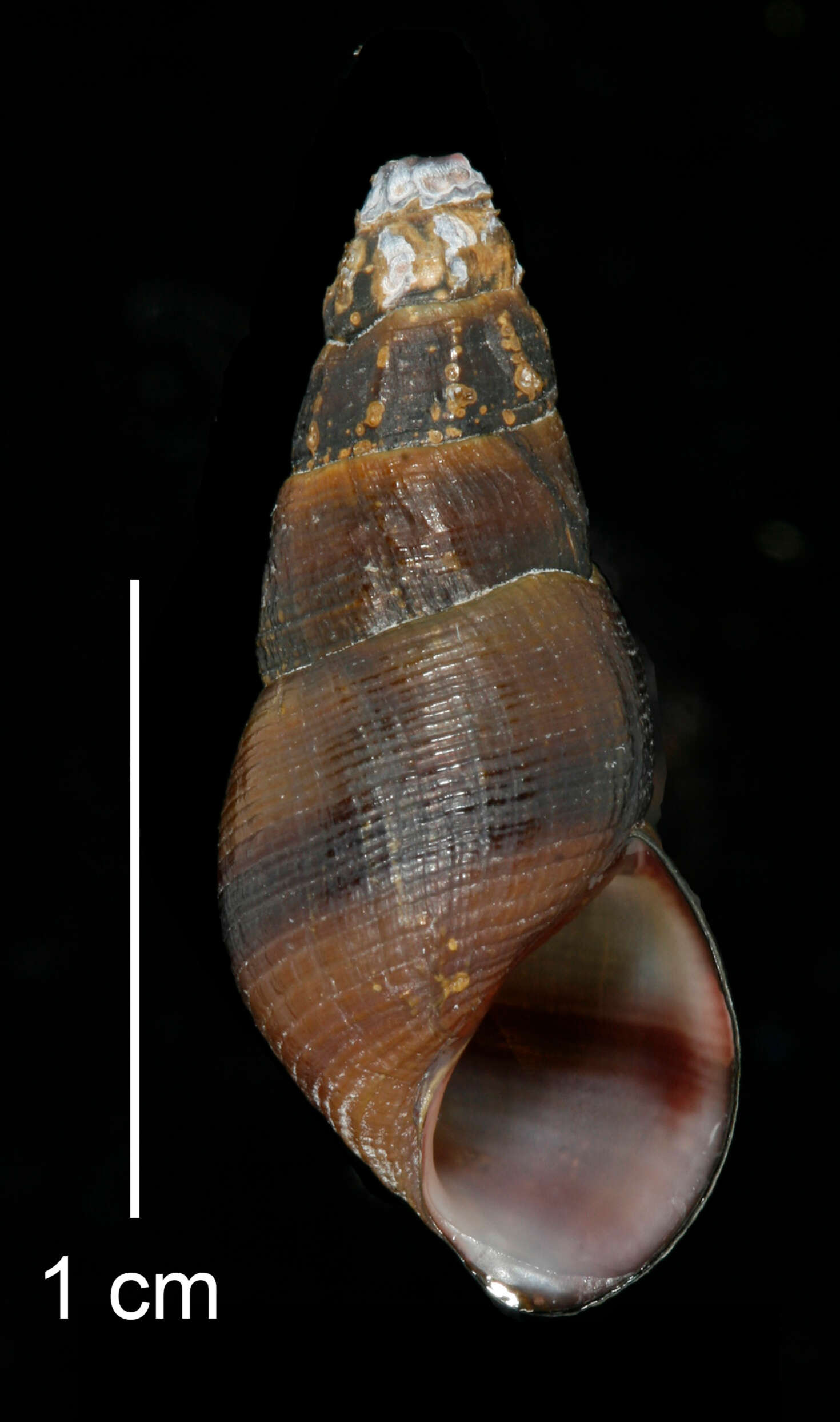 Image of Juga plicifera (I. Lea 1838)