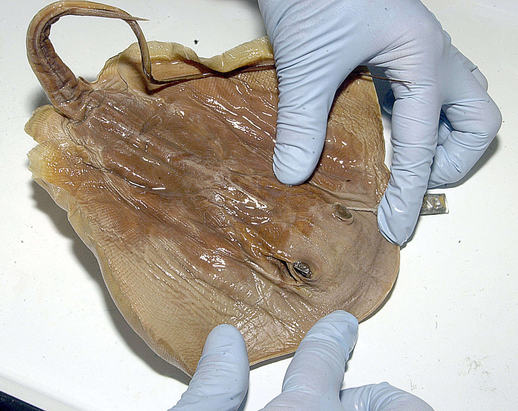 Image of Diamond Stingray