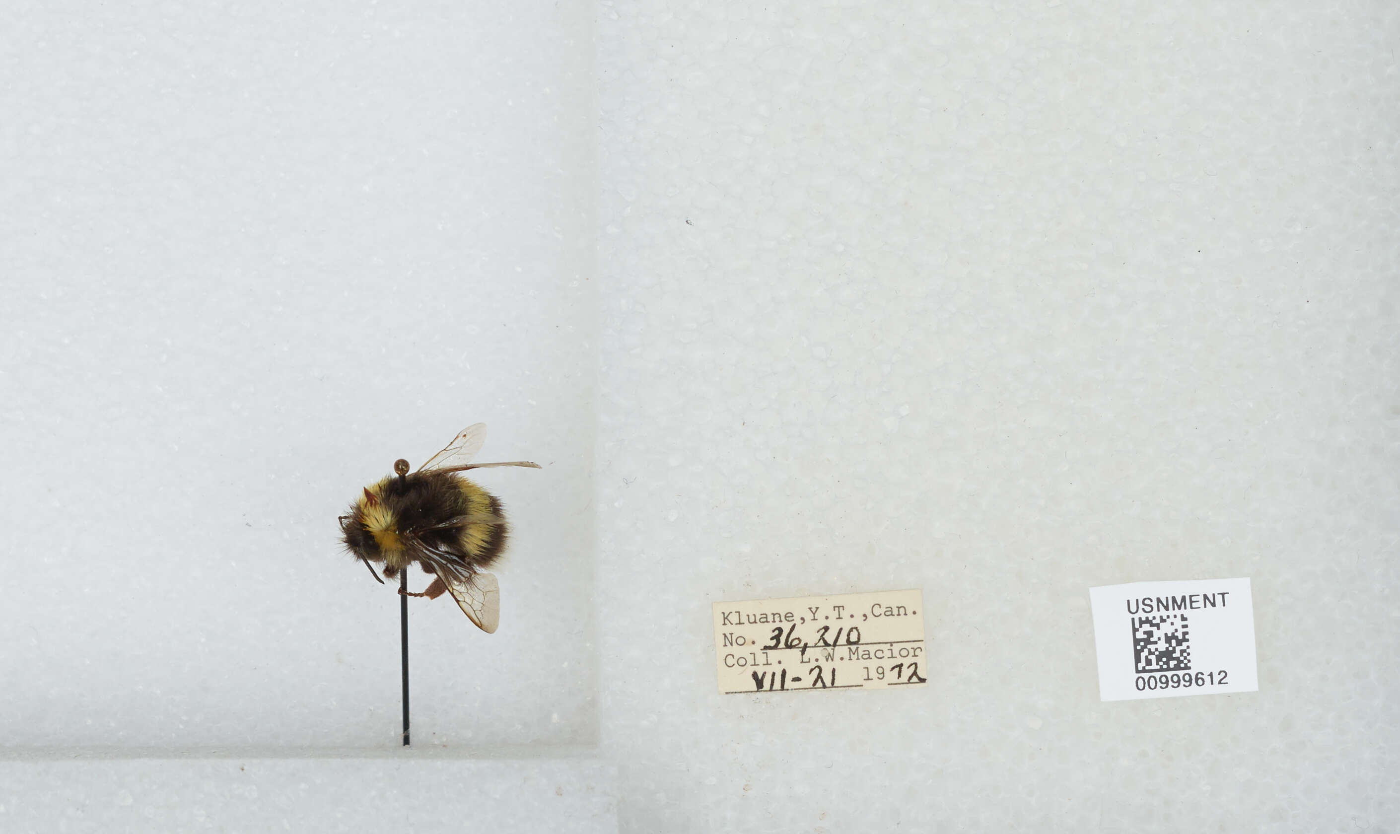 Image of White-tailed bumblebee