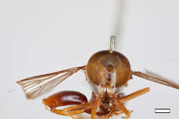 صورة Senogaster dentipes (Fabricius 1787)