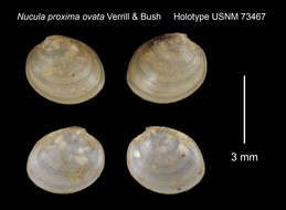 Image of Nucula proxima ovata Verrill & Bush 1898