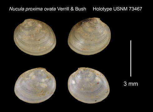 Image of Nucula proxima ovata Verrill & Bush 1898