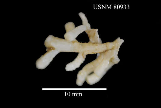 Image de Scyphopodium Bayer 1981