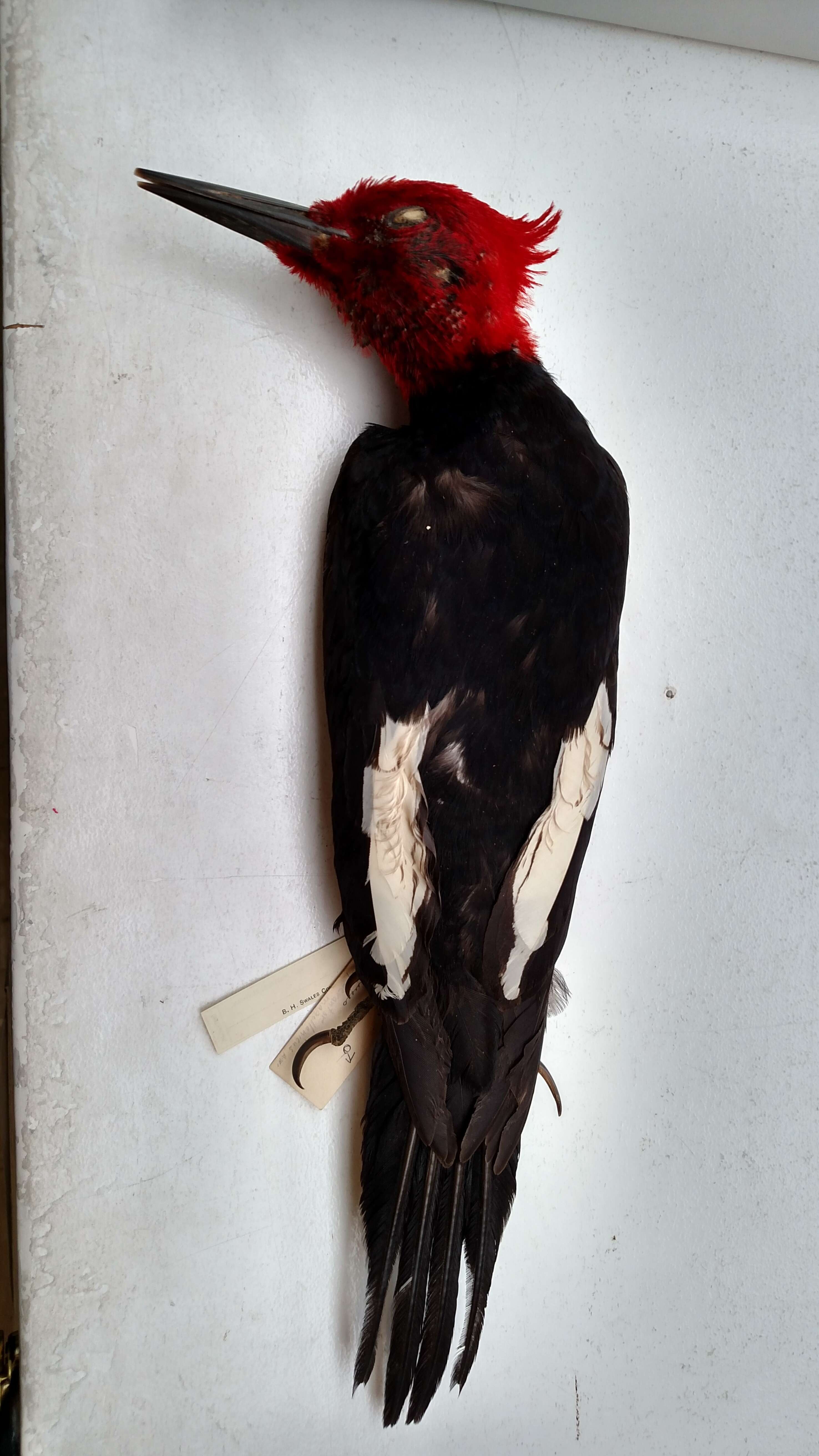 Image of Magellanic Woodpecker