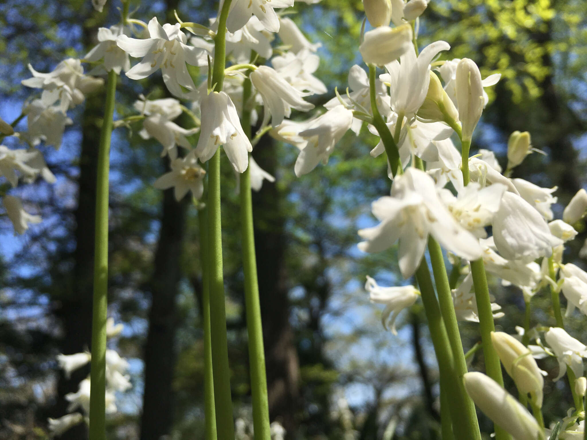 Image of Lycoris Herb.