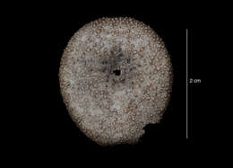 Image of Antrechinus Mooi & David 1996