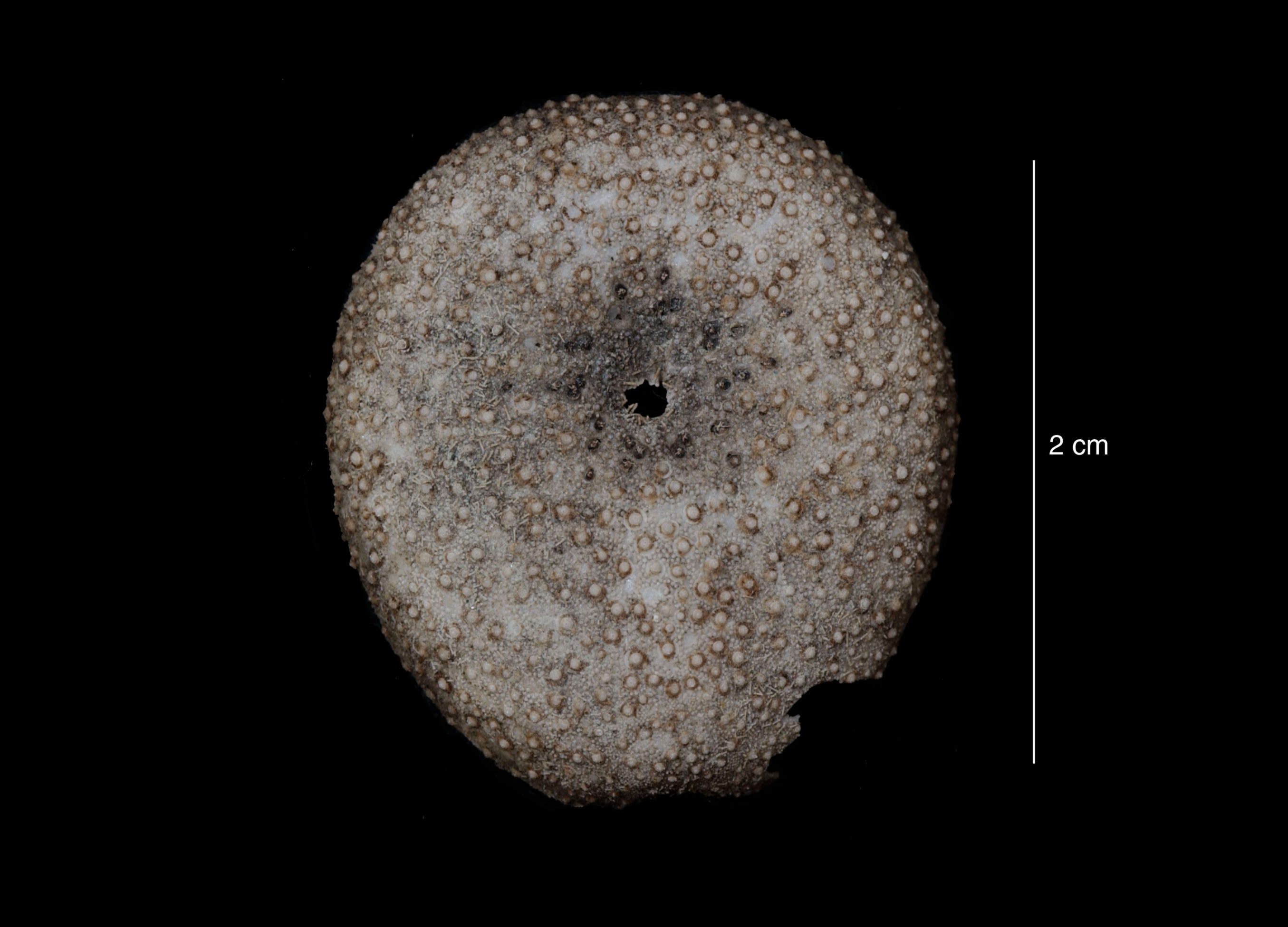 Image of Antrechinus Mooi & David 1996