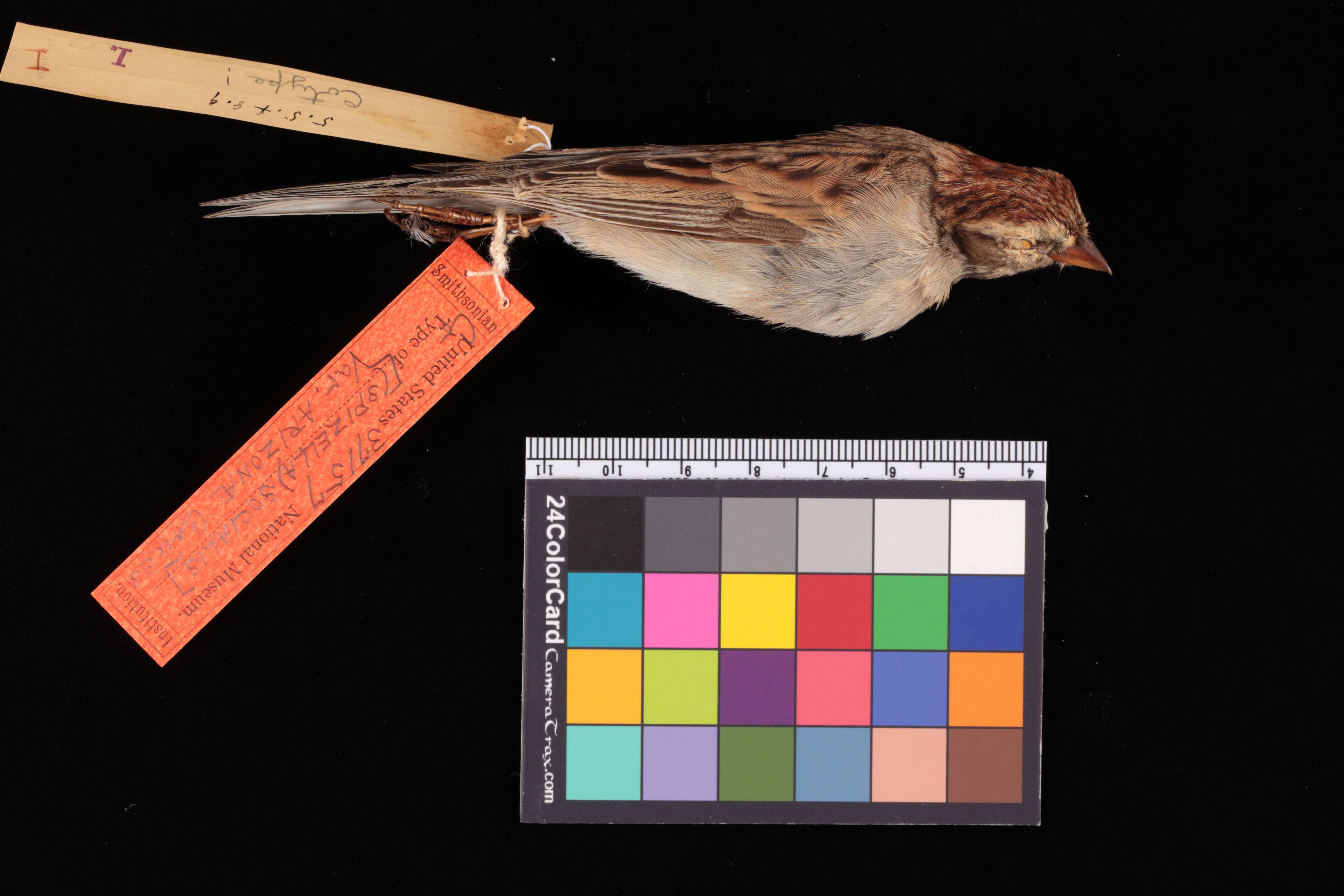 Image of Spizella passerina arizonae Coues 1872