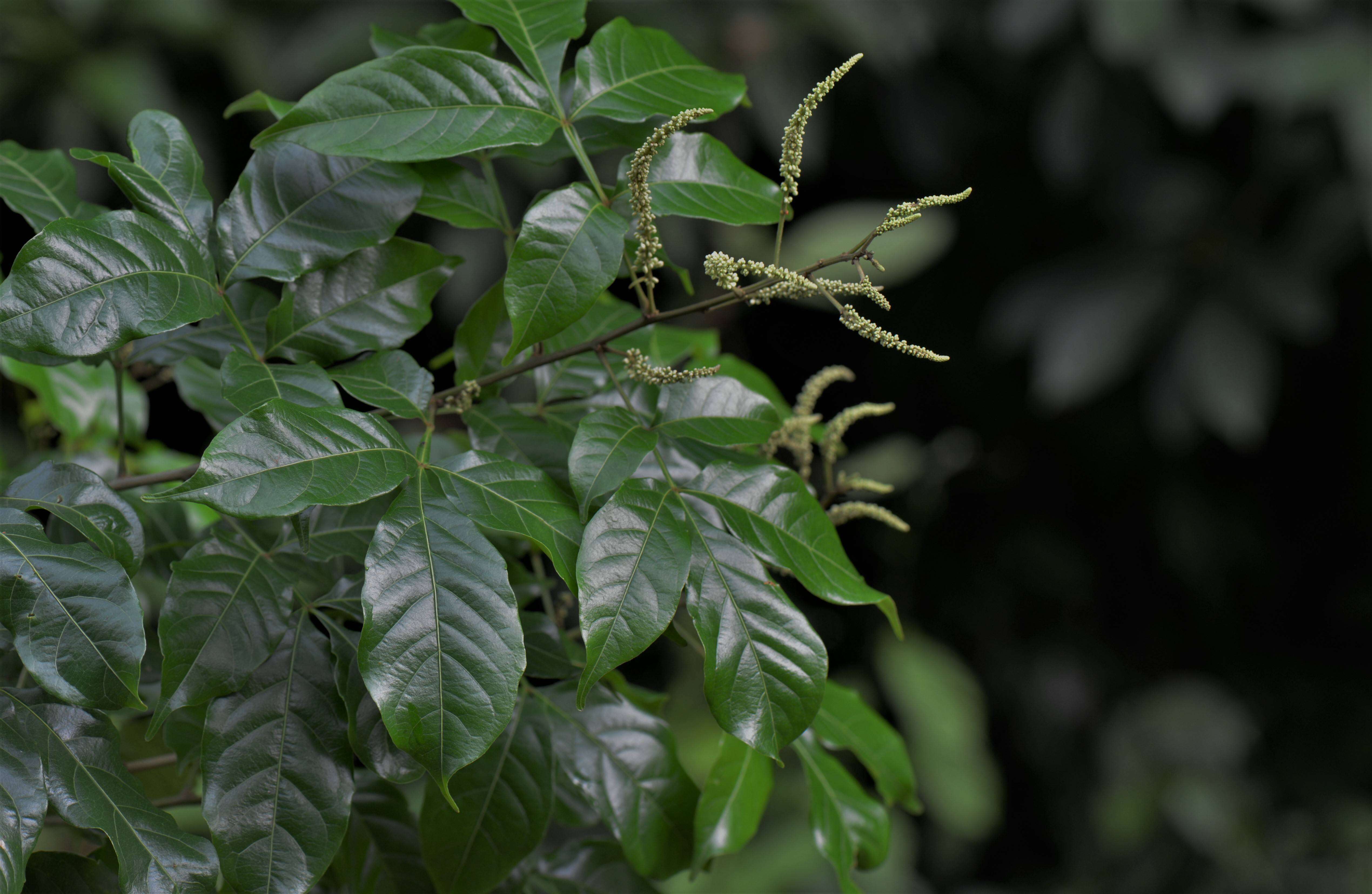 Image of Paullinia bilobulata Radlk.