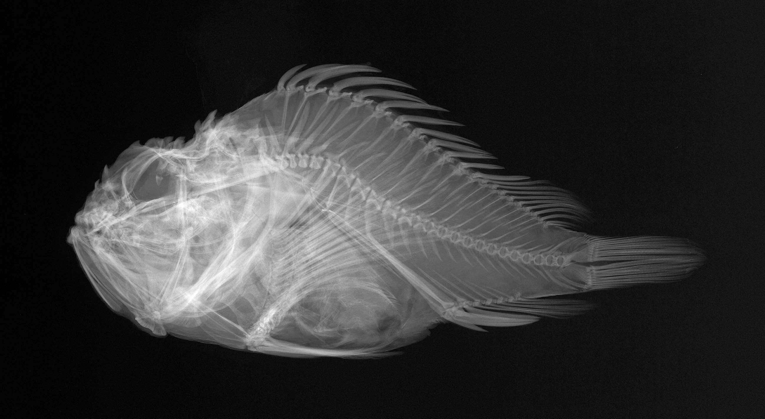 Image of Shortsnout scorpionfish