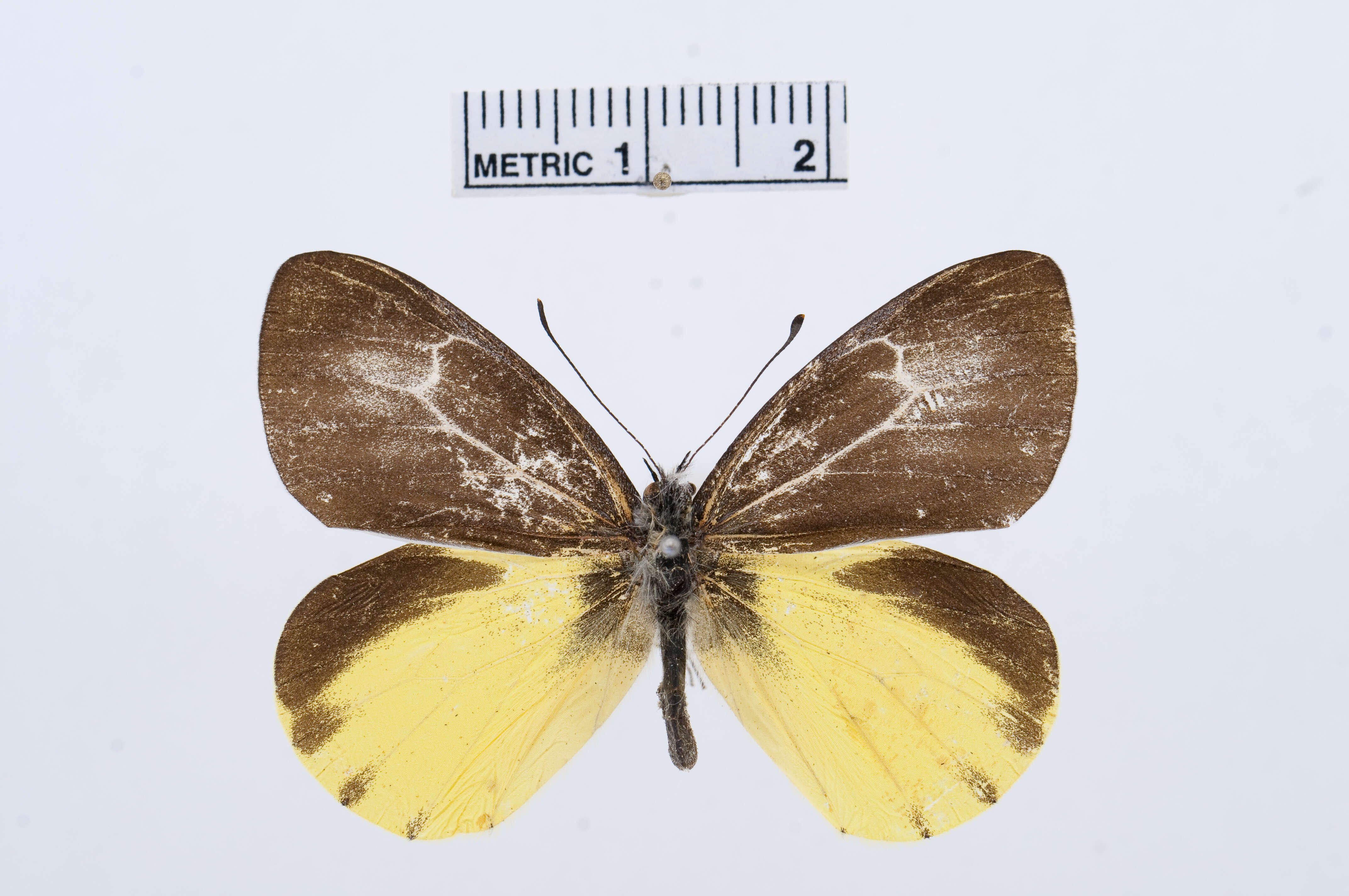 Image of Mylothris jacksoni Sharpe 1891