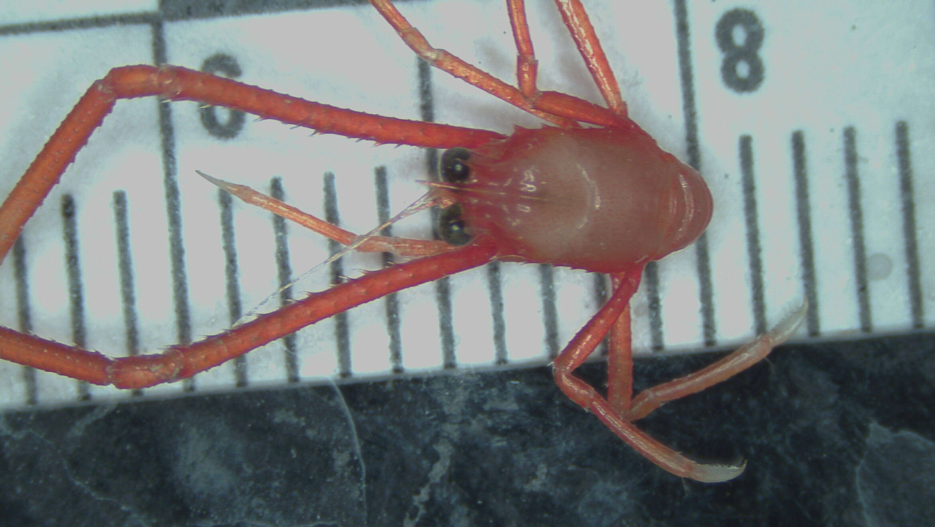 Image of painted yeti squat lobster