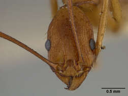 Image of Aphaenogaster huachucana Creighton 1934