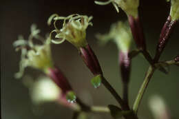 Image of Maricao River Hempvine