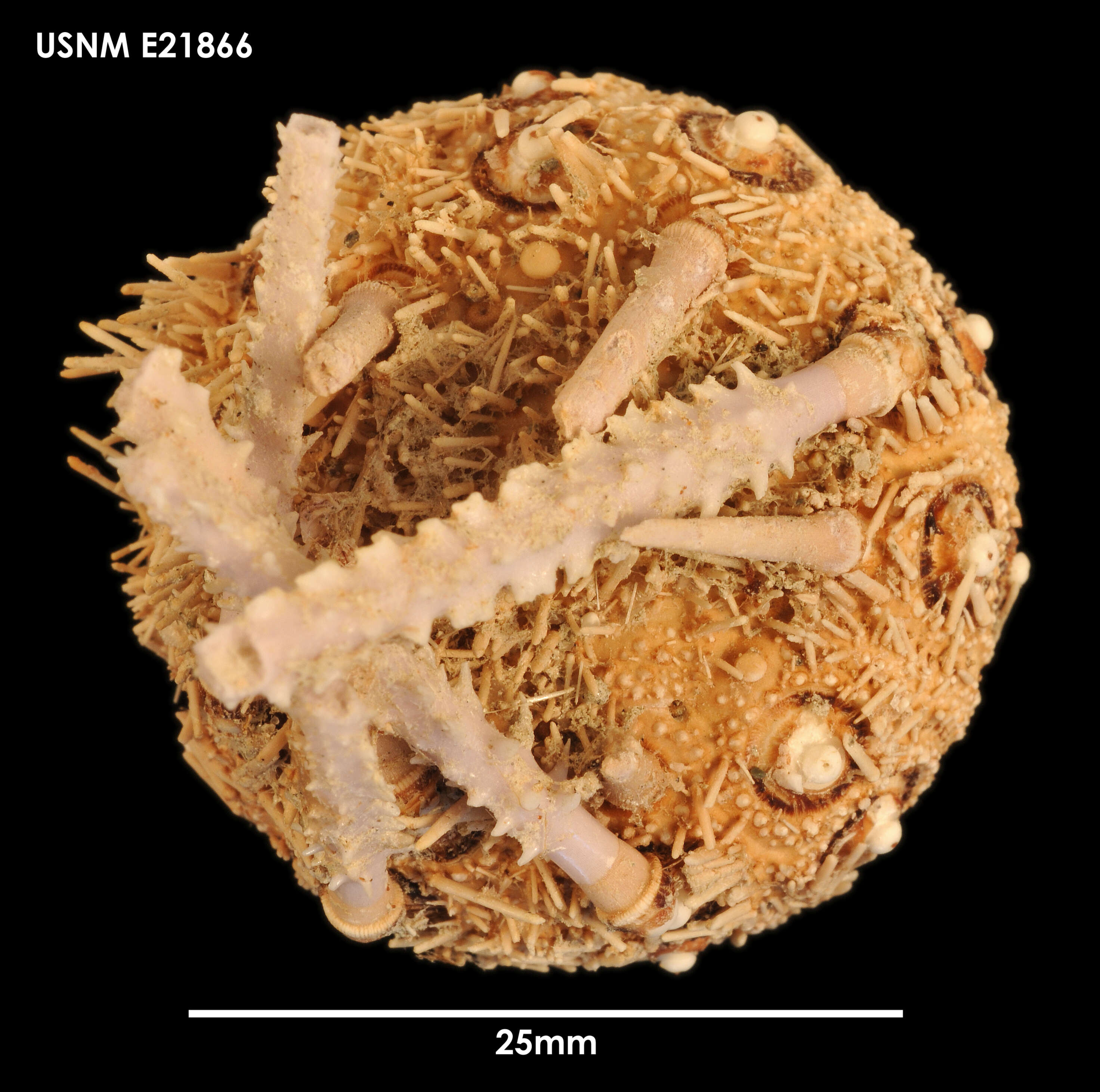 Imagem de Notocidaris Mortensen 1909