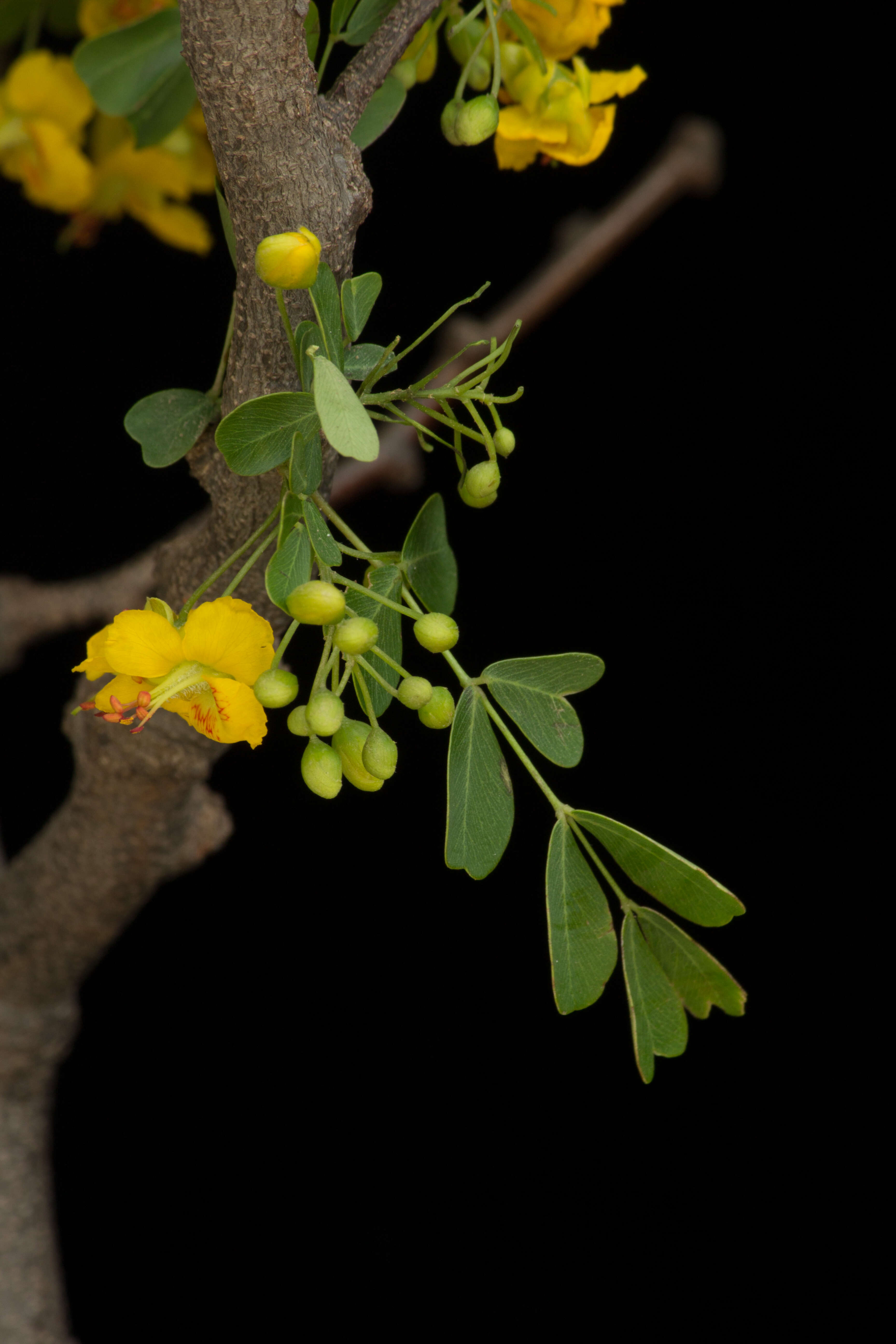 Image of Haematoxylum brasiletto H. Karst.