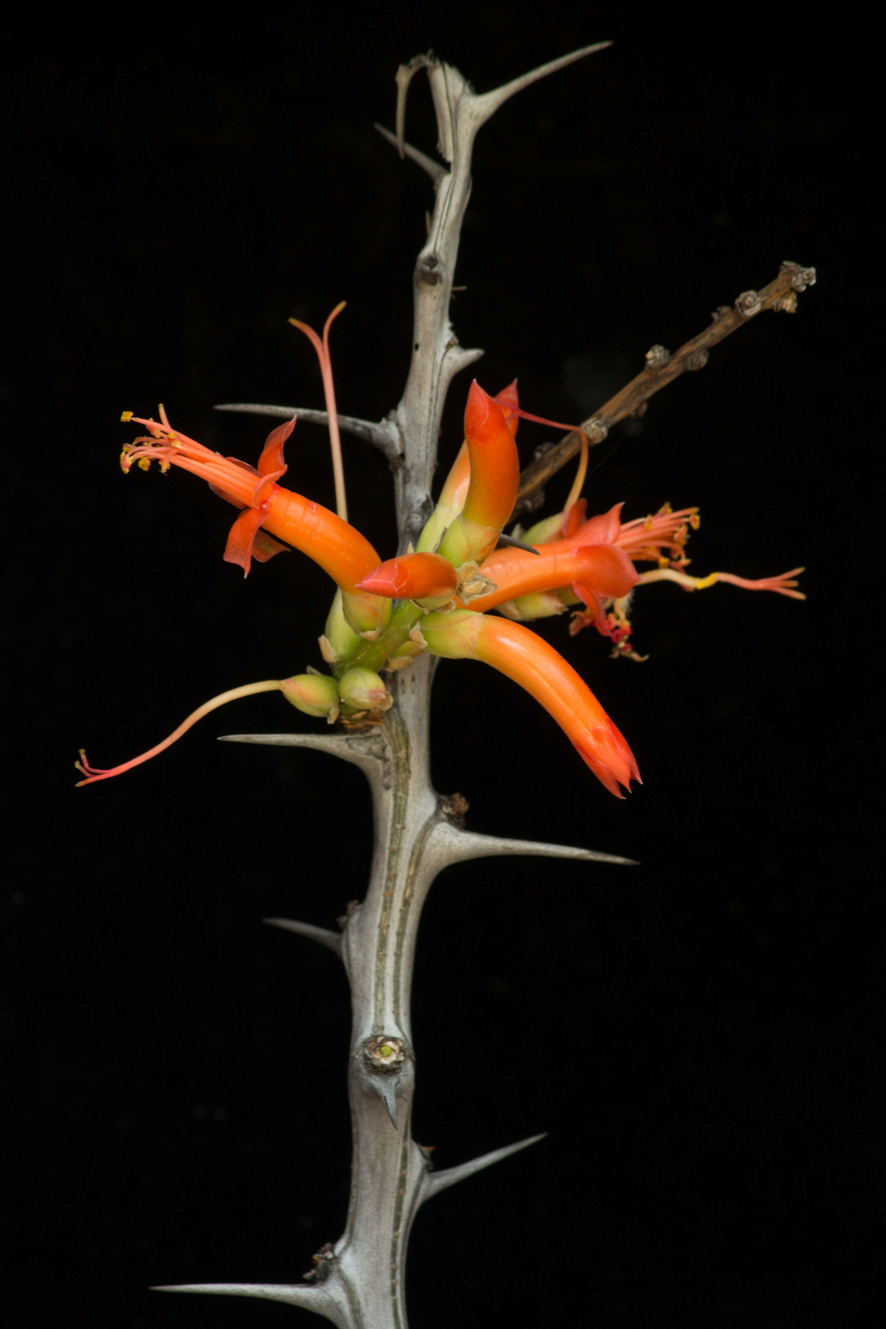 Image of Fouquieria formosa Kunth