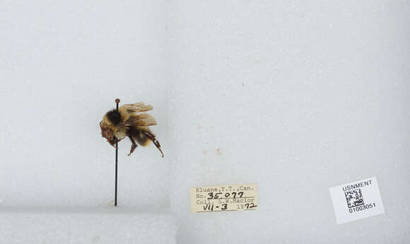 Image of Frigid Bumble Bee