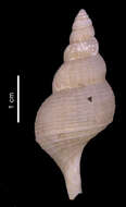 Image of Drepanodontus tatyanae Harasewych & Kantor 2004