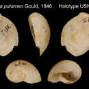 Image of Succinea putamen Gould 1846