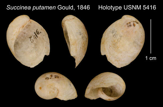 Image of Succinea putamen Gould 1846