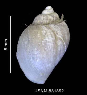 Image of Nothoadmete P. G. Oliver 1982