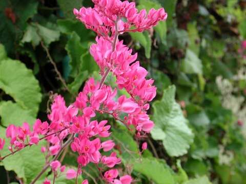 Image of antigonon