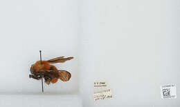 Image of Bombus atripes Smith 1852