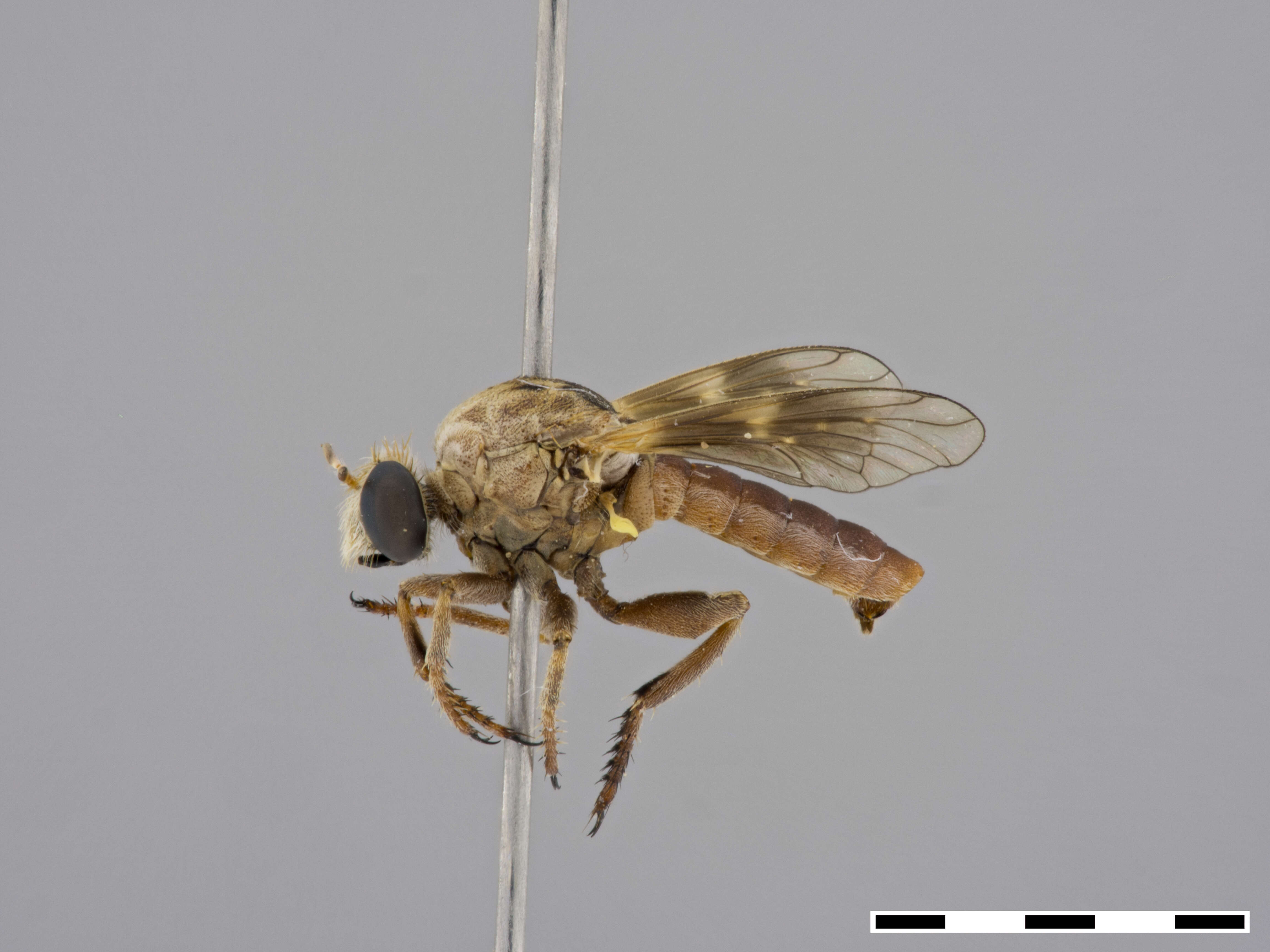 Image of Anypodetus fascipennis Engel 1924