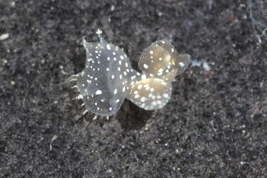 Image of Hooded sea slug