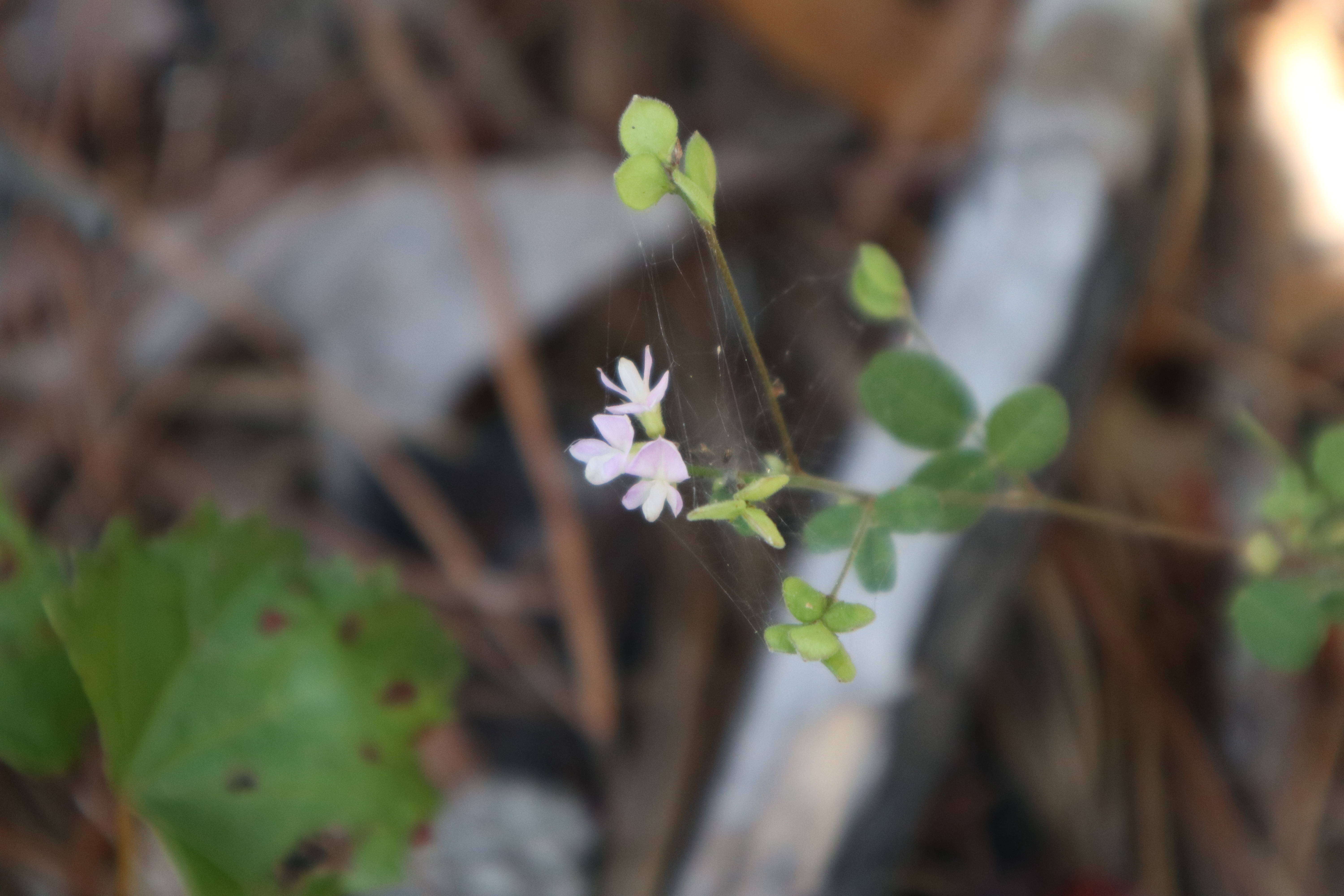 Image de Lespedeza procumbens Michx.