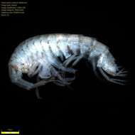 Image of Amphipoda