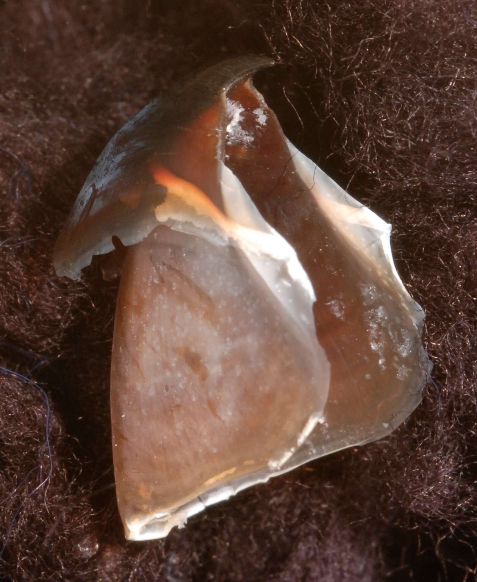 Image of Grimpoteuthis boylei Collins 2003