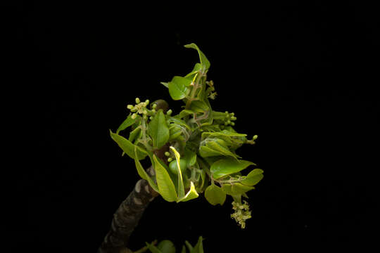 Image of gumbo limbo