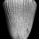 Image of Foveolocyathus parkeri Cairns 2004