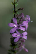 Image of thicketwort