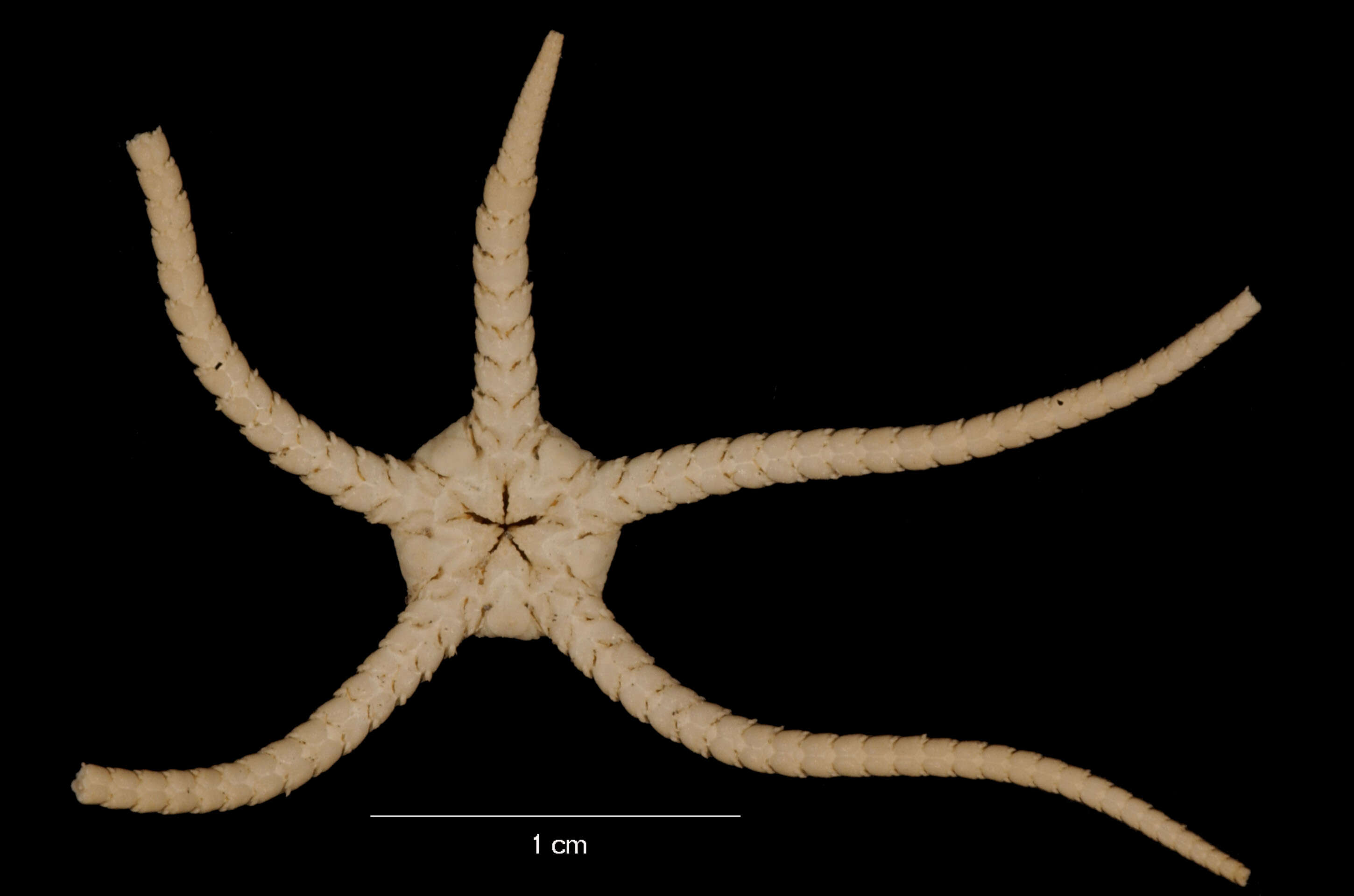 Image of Ophiosteira debitor Koehler 1922