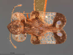 Image of Corythucha associata Osborn & Drake 1916