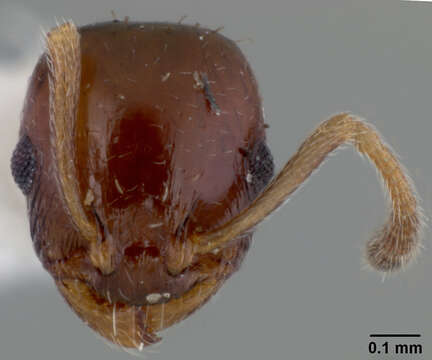 Image of Leptothorax longispinosus Roger 1863