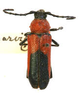 Image of Crossidius coralinus parviceps (Casey 1924)