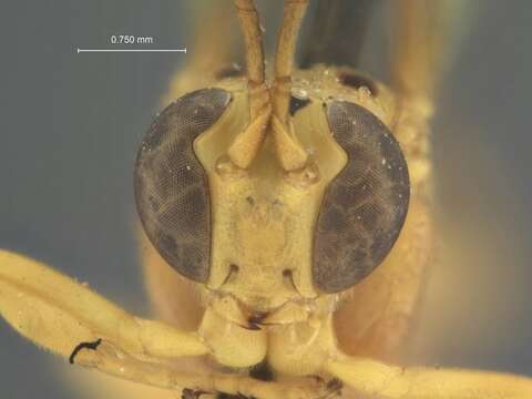 Image of Parasitoid wasp