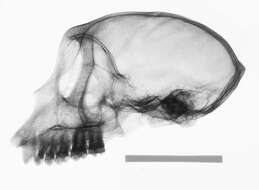 Image of Macaca fascicularis fascicularis (Raffles 1821)