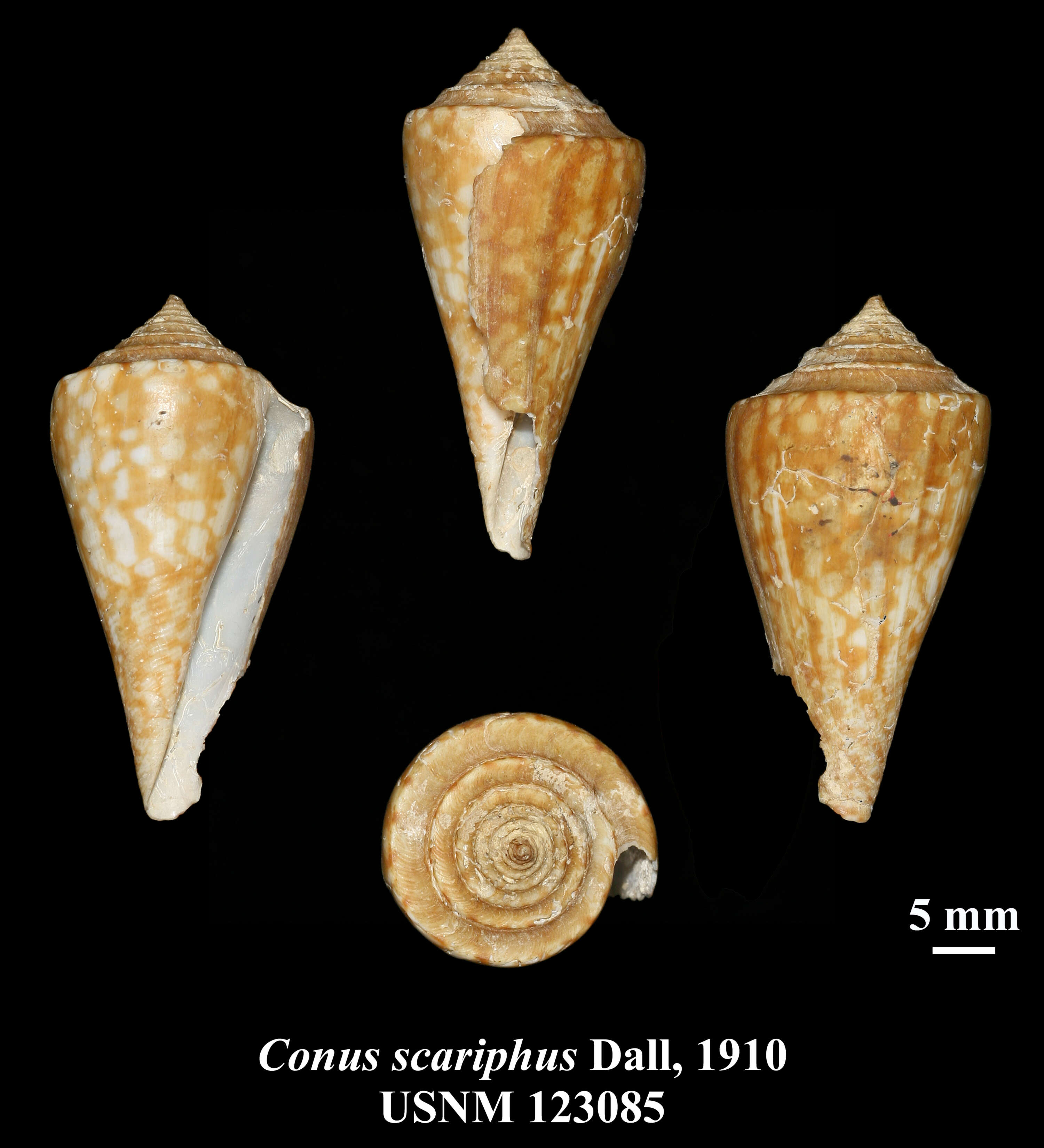 Image of Conasprella scaripha (Dall 1910)