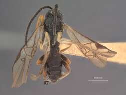 Image of Microplitis nigritus Muesebeck 1922