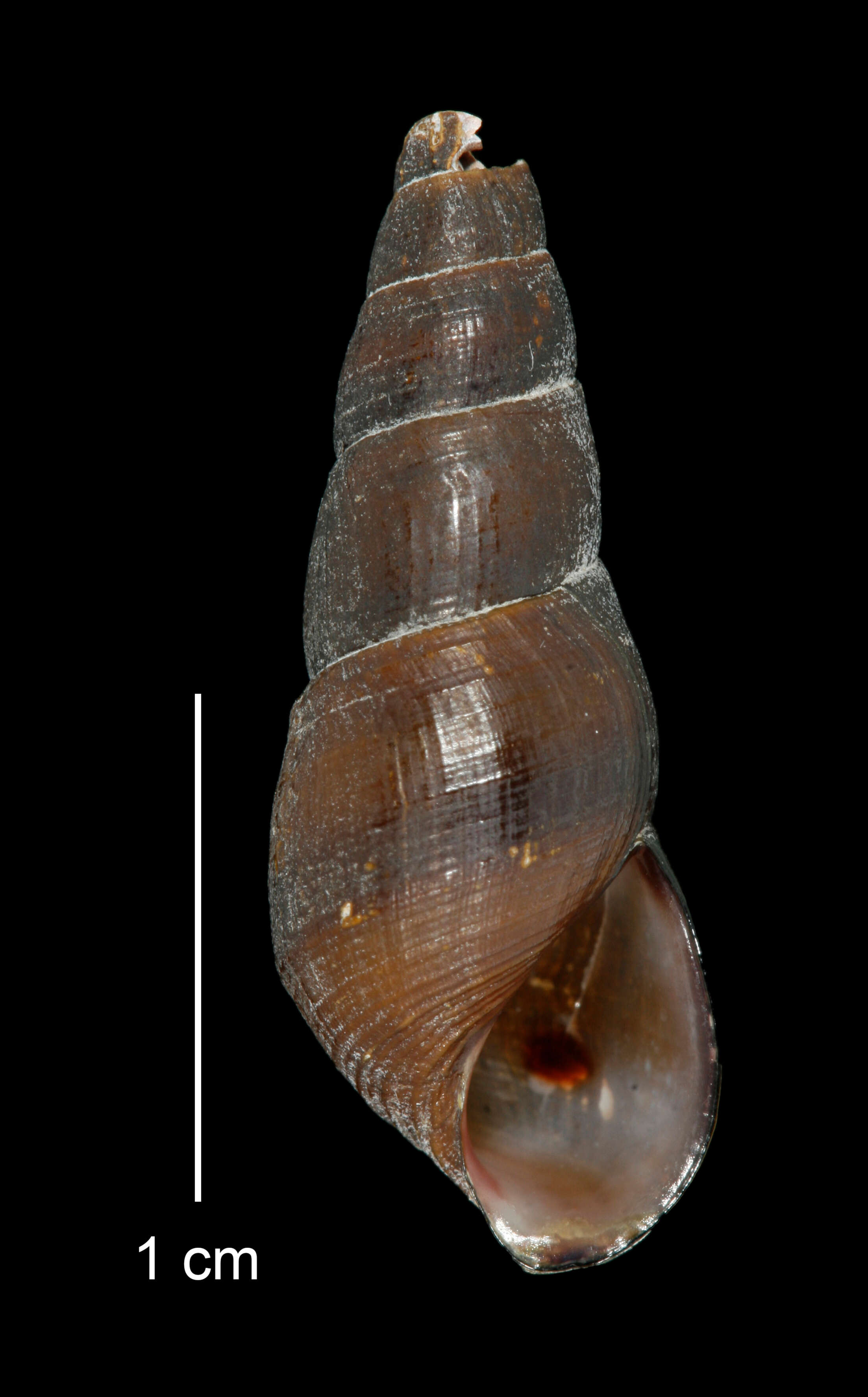 Image of Juga plicifera (I. Lea 1838)