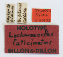Image of Lochmaeocles laticinctus Dillon & Dillon 1946