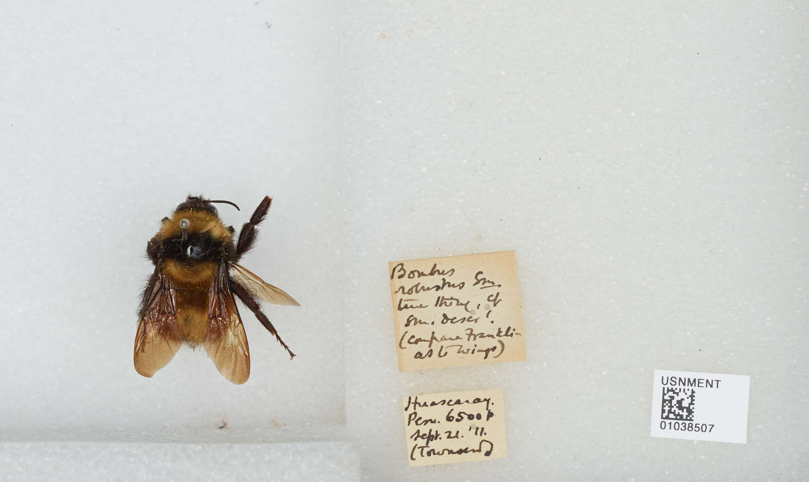 Image of Bombus robustus Smith 1854