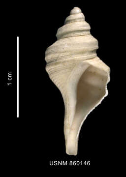 Image of Lophiotoma pseudoannulata Dell 1990