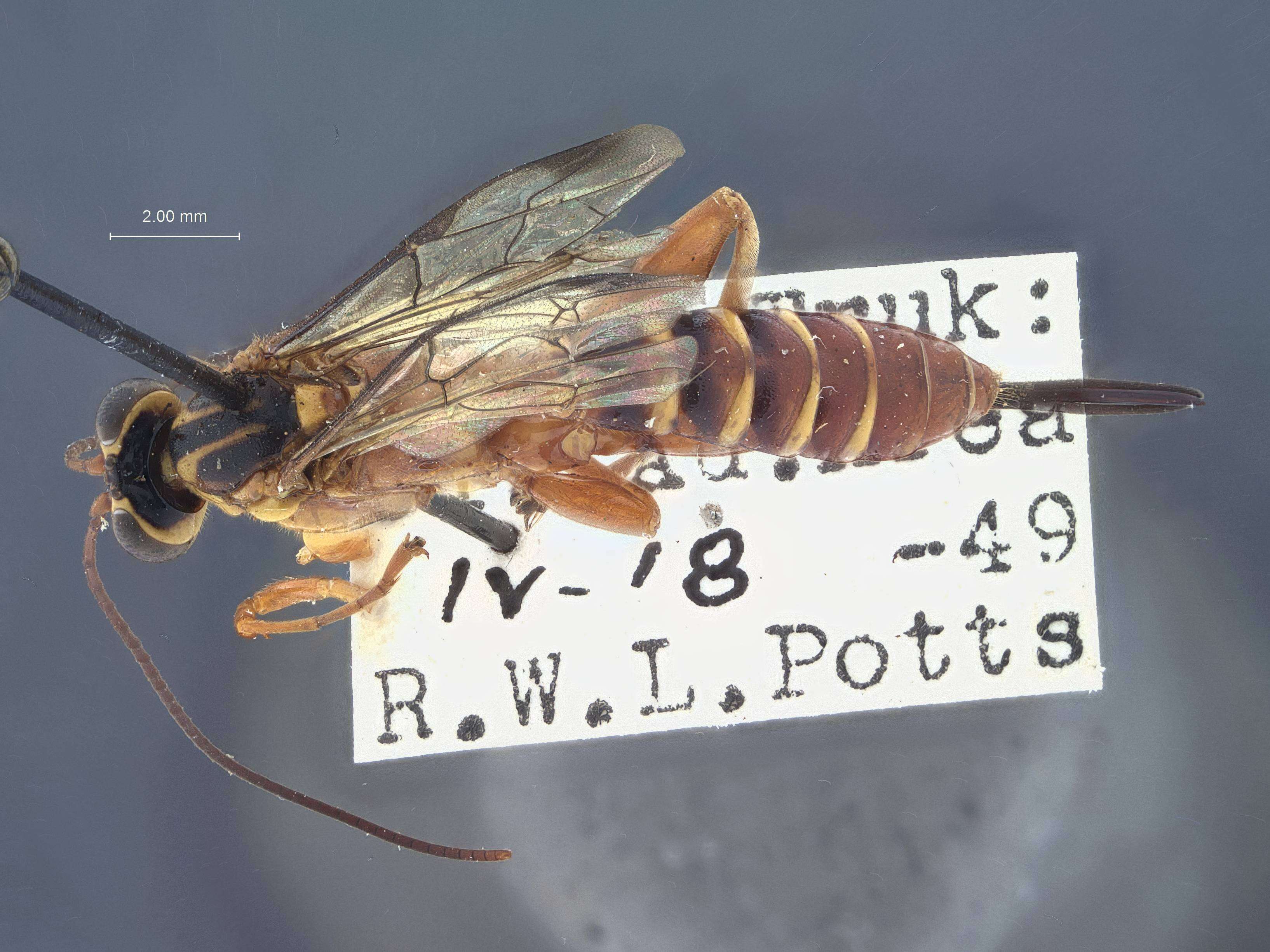 Sivun Echthromorpha agrestoria trukensis Townes 1958 kuva