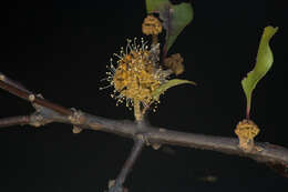 Image of Pisonia macranthocarpa (Donn. Sm.) Donn. Sm.
